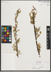 Foto von Salix melanopsis Nutt.